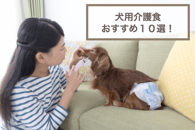 おすすめの犬用介護食10選！選び方や注意点なども紹介