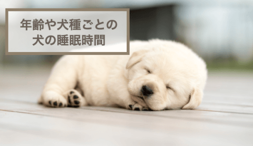 犬の睡眠時間を年齢や犬種ごとに紹介！環境づくりのポイントも