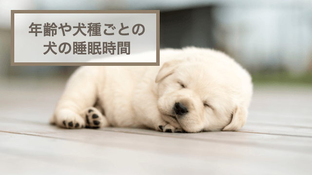 犬の睡眠時間を年齢や犬種ごとに紹介！環境づくりのポイントも