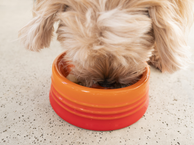 フードを食べる犬 (6)