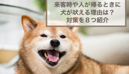 犬が来客時や人が帰るときに吠える理由は？対策を8つ紹介