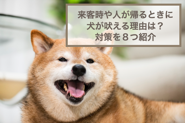 犬が来客や帰るときに吠える理由は？対策を8つ紹介