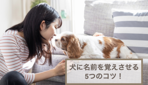 犬に名前を覚えさせる5つのコツ！メリットやよくある質問なども紹介