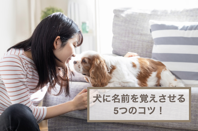 犬に名前を覚えさせる5つのコツ！メリットやよくある質問なども紹介