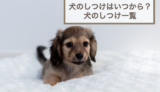 犬のしつけはいつからはじめる？犬のしつけ一覧を紹介