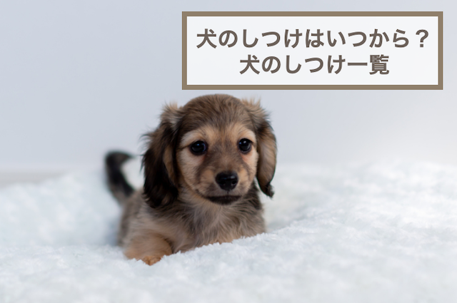 犬のしつけはいつからはじめる？犬のしつけ一覧を紹介