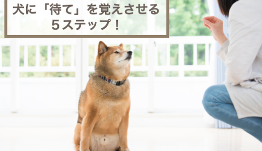 犬に「待て」を覚えさせる5ステップ！コツやよくある質問Q&Aなども紹介