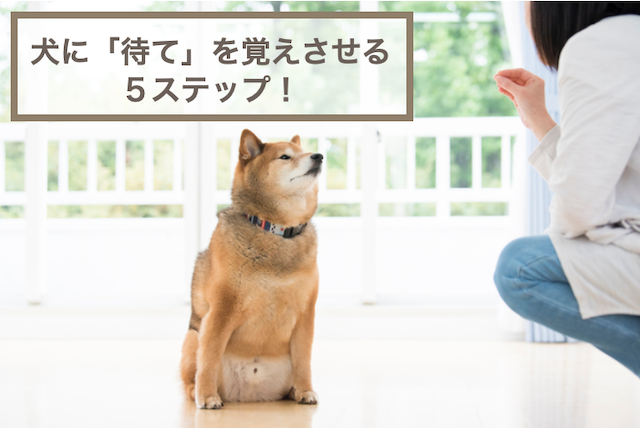 犬に「待て」を覚えさせる5ステップ！コツやよくある質問Q&Aなども紹介