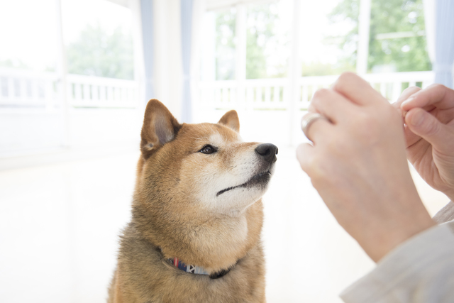 ご褒美を待つ柴犬