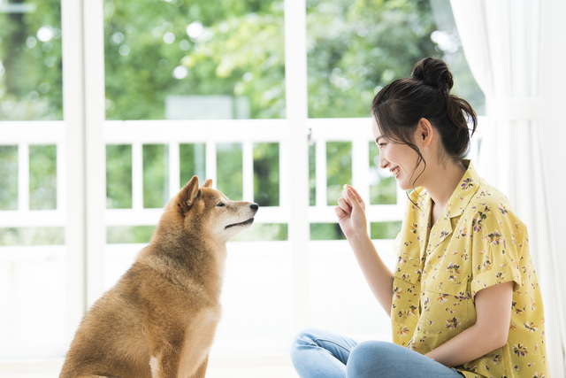 飼い主さんと柴犬