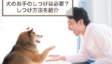 犬のお手のしつけは必要？教えるなら右手・左手のどっちなのかも紹介