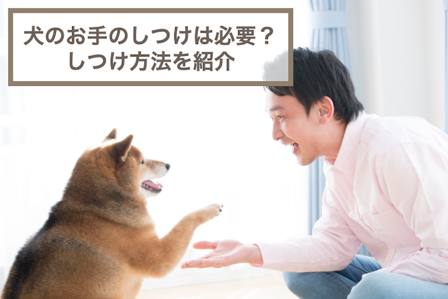 犬のお手のしつけは必要？教えるなら右手・左手のどっちなのかも紹介