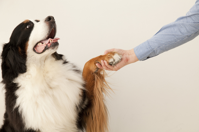 お手している犬