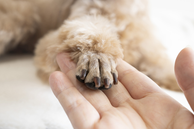 お手している犬の手