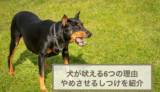 犬が吠える6つの理由とやめさせるためのしつけを紹介