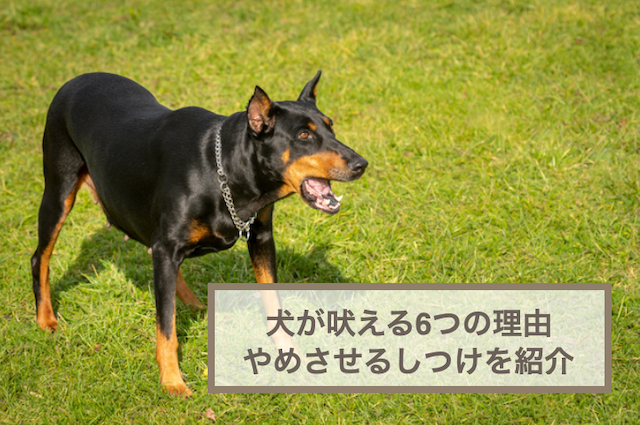 犬が吠える6つの理由とやめさせるためのしつけを紹介