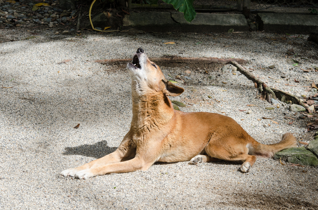 遠吠えする犬