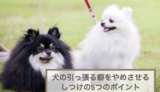 犬の散歩で引っ張る癖をやめさせるしつけの5つのポイント