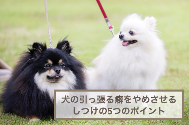 犬の散歩で引っ張る癖をやめさせるしつけの5つのポイント