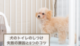 犬のトイレのしつけが失敗する原因としつける5つのコツを紹介！