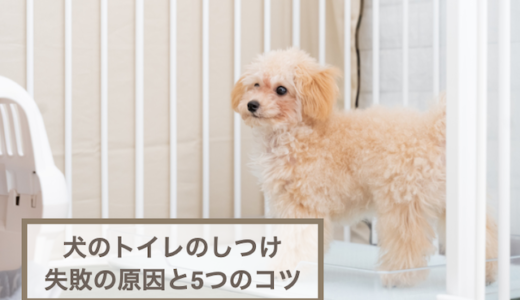 犬のトイレのしつけが失敗する原因としつける5つのコツを紹介！