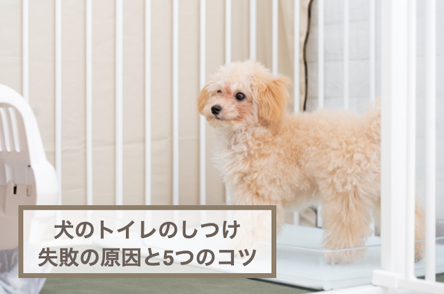 犬のトイレのしつけが失敗する原因としつける5つのコツを紹介！