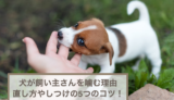 犬が飼い主さんを噛む理由と噛み癖の直し方やしつけの5つのコツ！