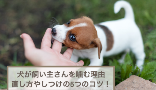 犬が飼い主さんを噛む理由と噛み癖の直し方やしつけの5つのコツ！