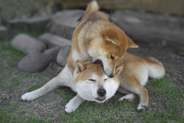 じゃれ合う犬