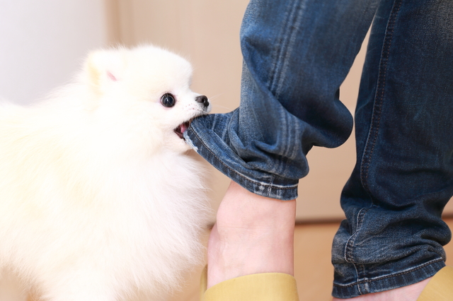 足の裾を噛む犬