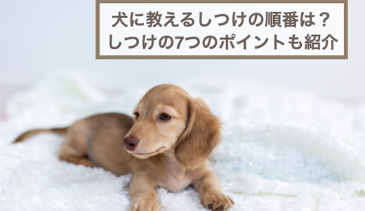 犬に教えるしつけの順番やしつけを簡単にするための7つのポイントを紹介