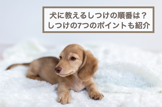 犬に教えるしつけの順番やしつけを簡単にするための7つのポイントを紹介