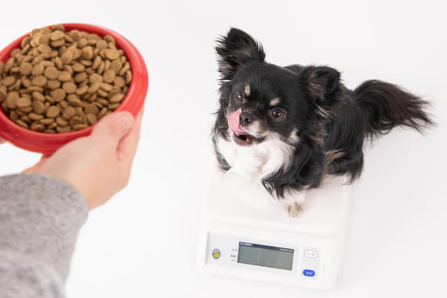 体重計に乗る犬とフード