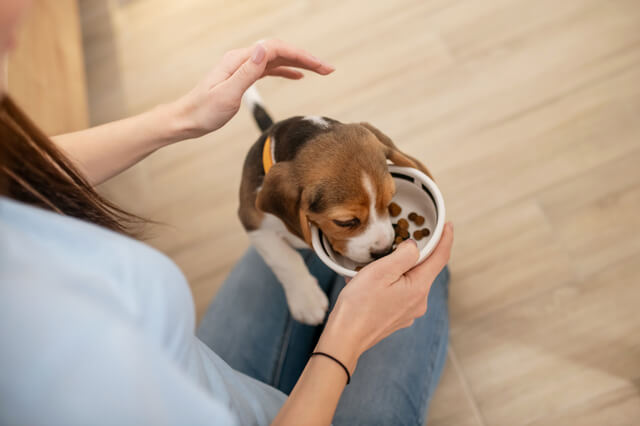 ご飯を食べる犬(2)