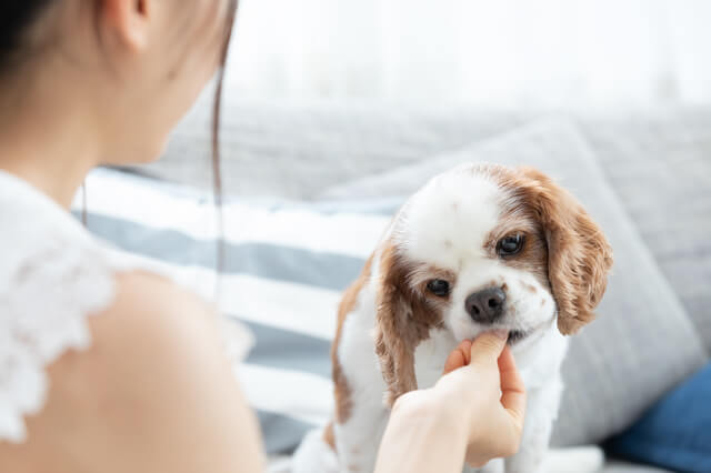 おやつを食べる犬