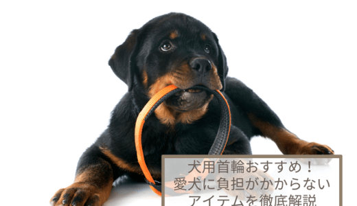 犬用首輪おすすめ7選！愛犬に負担がかからないアイテムを徹底解説