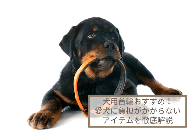 犬用首輪おすすめ5選！愛犬に負担がかからないアイテムを徹底解説