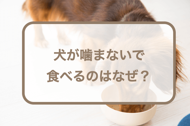 犬が噛まないで食べるのはなぜ？早食いや丸呑みをさせない対策も紹介！