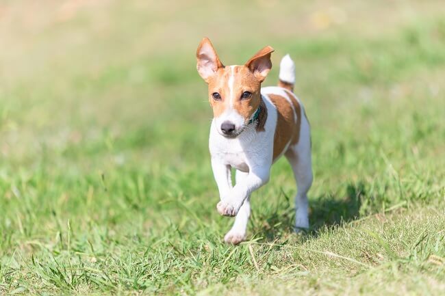 犬用サプリメント