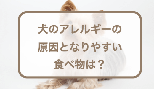 犬のアレルギーの原因となりやすい食べ物は？対処法やおすすめのドッグフードなども紹介