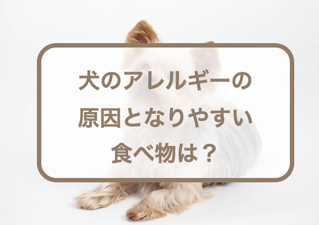 犬のアレルギーの原因となりやすい食べ物は？対処法やおすすめのドッグフードなども紹介