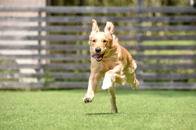 ドッグランを走る犬