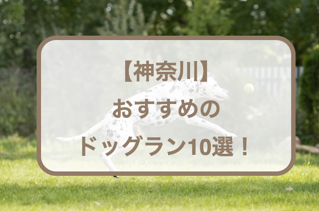 【神奈川】おすすめのドッグラン10選！無料や貸切可能なところも紹介！