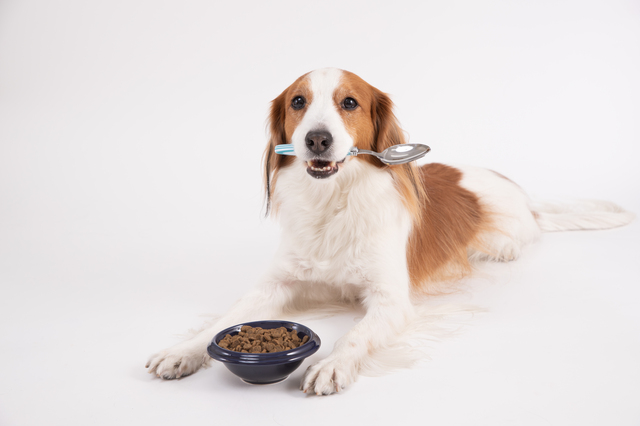 スプーンを咥える犬