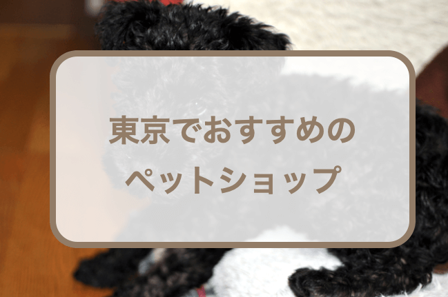 東京でおすすめのペットショップ！選ぶときのポイントも紹介！