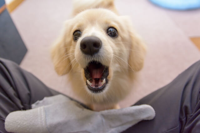 口を開けている犬