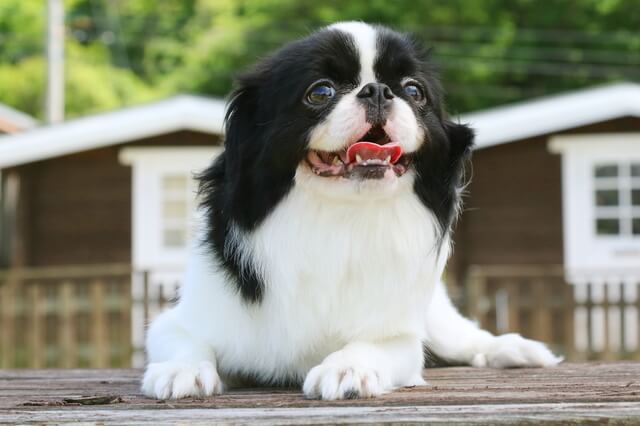 舌をだしている犬