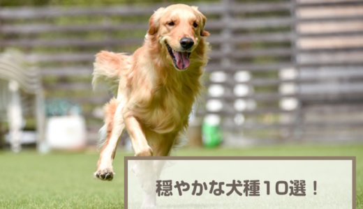 穏やかな犬種・温厚な犬10選！フレンドリーな犬を紹介