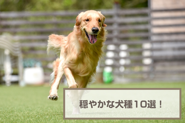 穏やかな犬種・温厚な犬10選！フレンドリーな犬を紹介