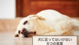 犬に言ってはいけない6つの言葉！やってはいけないNG行動も解説